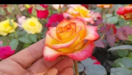 Screenshot_20260606_220025~2.webp