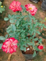 Screenshot_20260606_215854~2.webp