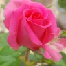 swarna