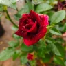 Raji_Sankar